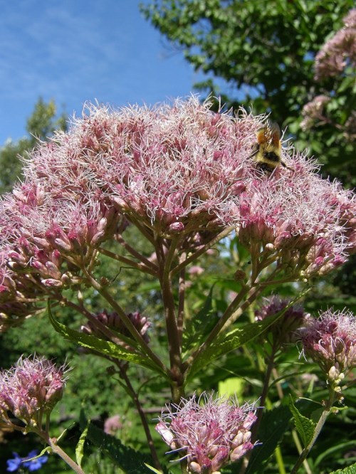 Eupatorium purpureum - Joe-Pye Weed. Image: HFN