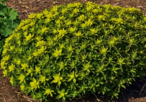 Euphorbia polychrome - UNBC, Prince George, May 18, 2014