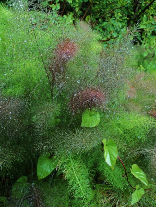 Foeniculum - Bronze Fennel. Image: HFN