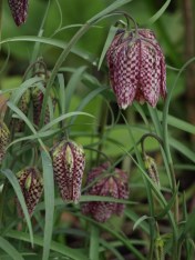 Fritillaria meleagris - Checker Lily. Image: HFN