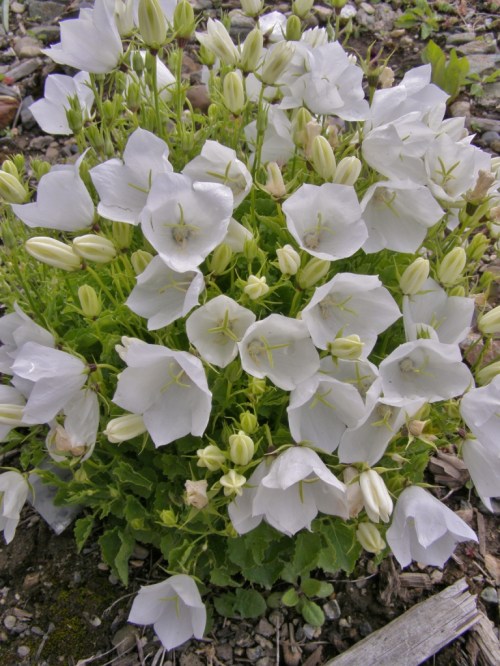 Campanula carpatica - Tussock Bellflower. Image: HFN