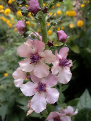 Verbascum Southern Charm Image: HFN