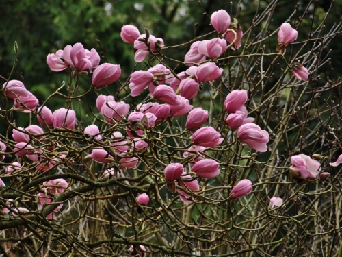 More magnolias, UBC Botanical Garden, April 8, 2014