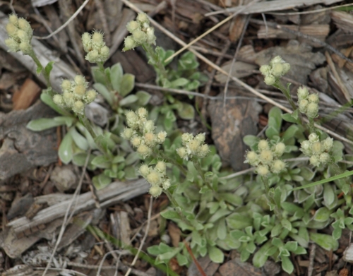 And the ubiquitous Pussytoes - Antennaria neglecta - so darned cute!