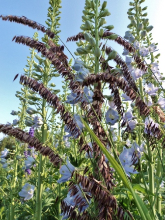 Red Spire Melic Grass with delphinium. Hill Farm, summer 2012.