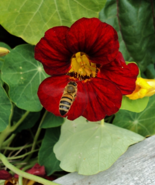 nasturtium honeybee potato house sept 2015