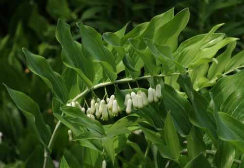 Polygonatum multiflorum. Image: HFN