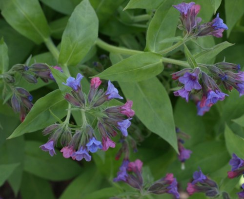 Pulmonaria mollis - Image: HFN