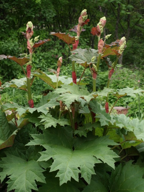 Rheum palmatum tanguticum. Image: HFN