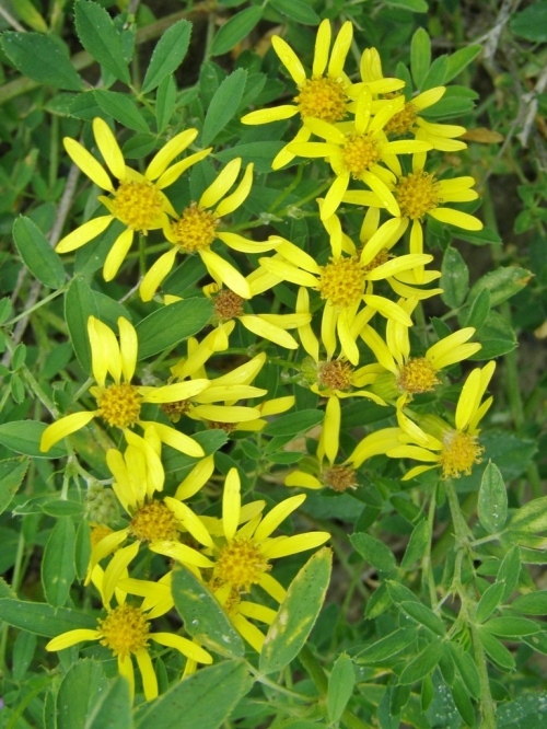 Senecia species, most likely S. integerrimus, flowers emerging through alfalfa foliage.