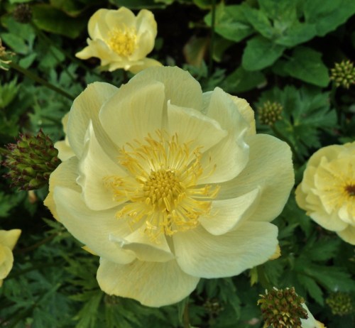 Trollius europaeus. 'New Moon' Trollius. Image: HFN