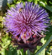 Cynara scolymus - Globe Artichoke. Image: HFN