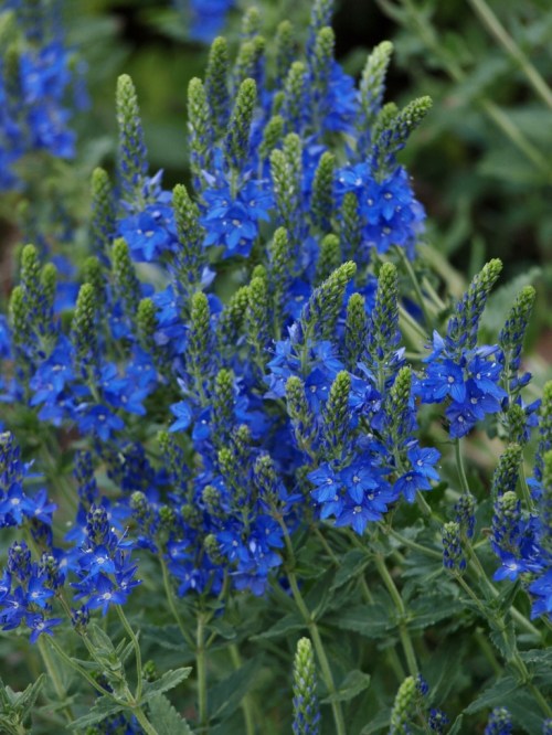 Veronica teucrium - 'Royal Blue' Veronica. Image: HFN