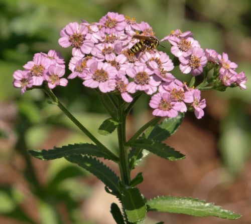 Achillea sibirica var. camptshatica 'Love Parade' - Williams Lake, B.C., July 2014.