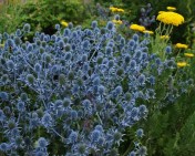 Eryngium planum 'Blue Cap" - thriving in less than ideal conditions at the 108 Heritage Site, Lac La Hache. We planted the raised perennial beds at the rest stop over 10 years ago with "tough, no-maintainence" plants, and it is quite interesting to see what has survived and, in some cases, thrived. This sea holly and Achillea filipendulina, Salvia nemerosa, Lychnis coronaria and Silene maritime, a goodly number of columbines, Erigeron 'Pink Jewel' and various sedums are hanging right in there. Exposed site, no supplementary water or fertilizer, and lots of traffic back and forth - we're pretty happy with how this planting has held up.