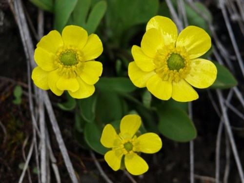 Though technically Ranunculus glaberrimus has five petals, some populations show a tendency to producing extras, doubling or tripling the modest prototype.