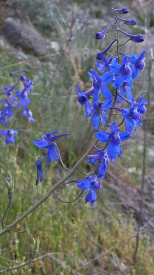 This and following photos were all taken in the same area of the Chilcotin, at Farwell Canyon. Note the variability of the flowers even within this small population. May 13, 2010.