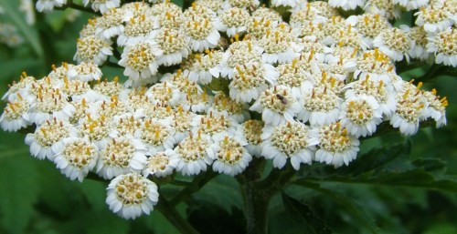 Detail of ray-and-disk composite flowers. Note small pollinator, mid-right. July 2011.