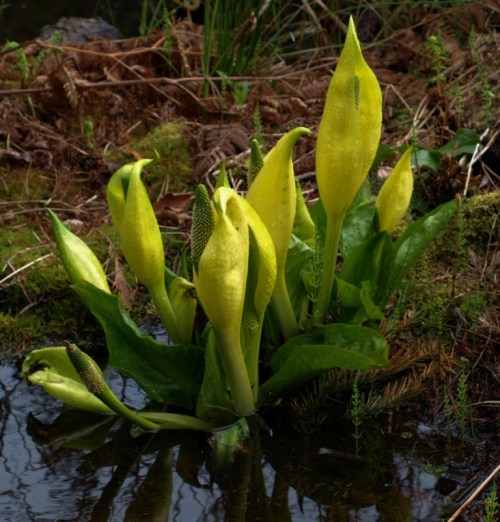 UBC Botanical Garden, Vancouver, B.C. April 8, 2014