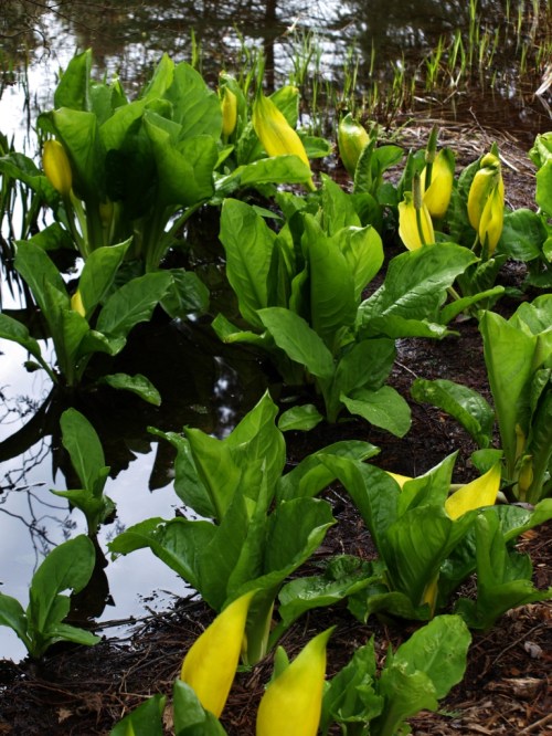 UBC Botanical Garden, Vancouver, B.C. April 8, 2014.