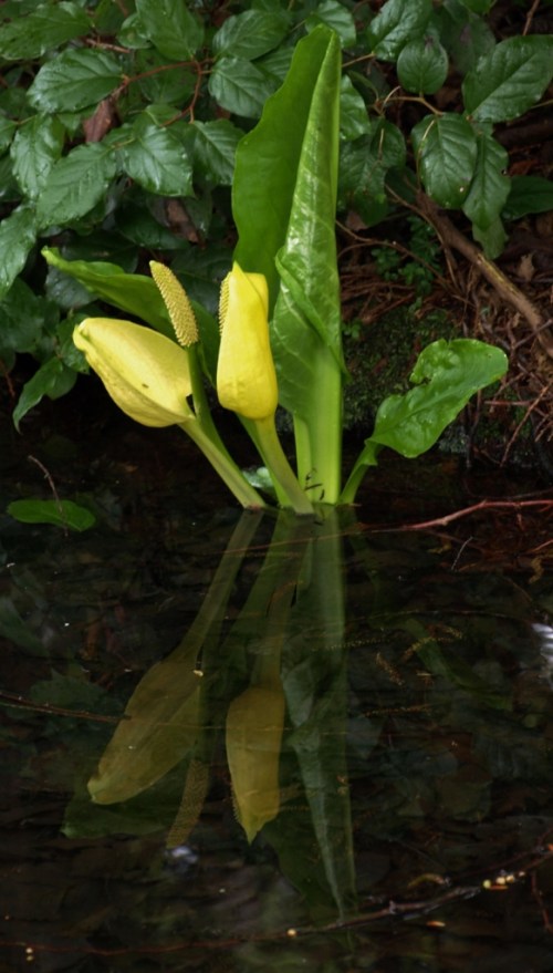 UBC Botanical Garden, Vancouver, B.C. April 8, 2014