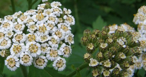 Detail of flowers and bracted buds. Hill Farm, Macalister, B.C. - July 2011.