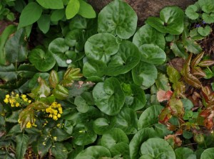 Asarum europaeum - Eueopean Wild Ginger. Image: HFN