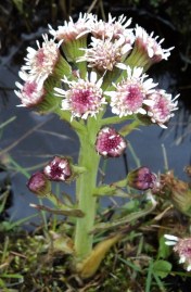 Sweet Coltsfoot - Petasites frigidus var. nivalis - near Tyee Lake, B.C., May 9, 2014.