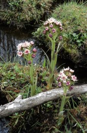 Typical habitat of Petasites frigidus var. nivalis, along a boggy lakeshore.
