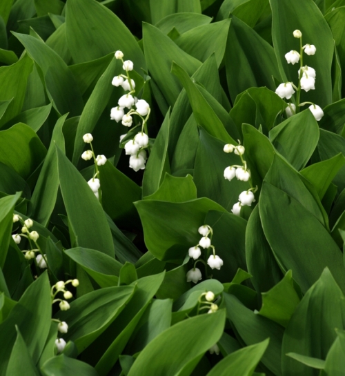 Convallaria majalis - Lily-of-the-Valley - Williams Lake, B.C. - May 23, 2014