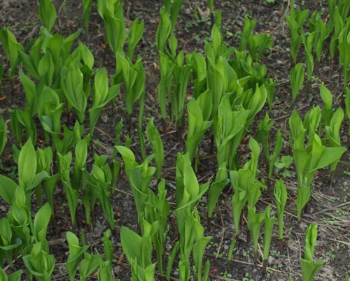 A thriving colony of Convallaria majalis in early May - Hill Farm, 2014. If you look closely you will see the emerging flower buds at the base of the leaf clusters.