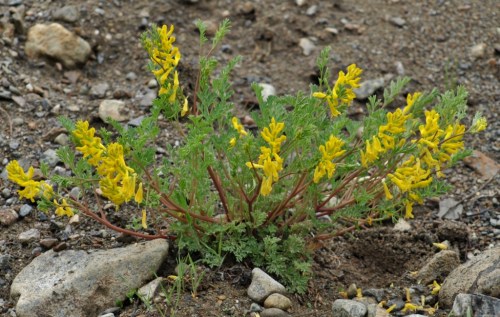 Corydalis aurea - growing in a gravel pit near McLeese Lake, B.C. - May 17, 2014