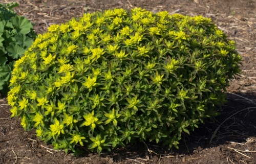 The natural form of this plant is neatly globular, though it may occasionally "birdsnest" with summer thunderstorms. If this happens, a hard trim to within 6 inches or so of the crown will result in quick regrowth to tidy cushion shape.