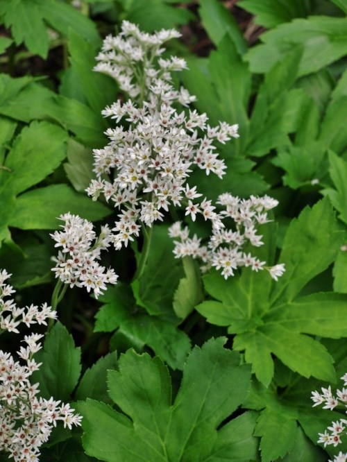 Mukdenia rossii syn. Aceriphyllum rossii - Hill Farm, Macalister, B.C. - May 21, 2014