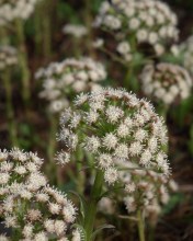 Palmate Coltsfoot - Petasites frigidus var. palmatus - Van Dusen Garden, Vancouver, B.C. - April 8, 2014.