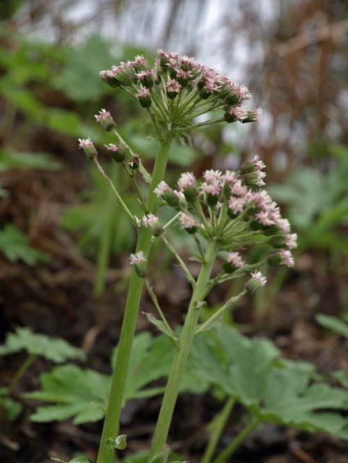Palmate Coltsfoot at UBC Botanical Garden, April 8, 2014. This population shows the rosy colour variation.
