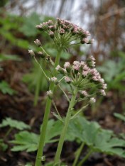 Palmate Coltsfoot at UBC Botanical Garden, April 8, 2014. This population shows the rosy colour variation.