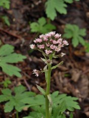 Newly emerging foliage in the background - notice the "palmate" form of the "hand-like" leaves. UBC Botanical Garden, April 8, 2014. 