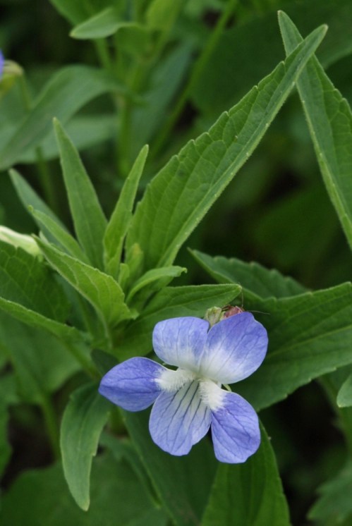 The centres of these violets are a pristine white, giving a two-tone effect which is accentuated as the bloom edges darken with age.