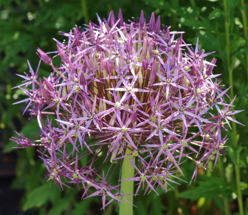 Star-of-Persia - Allium christophii - June 6, 2014