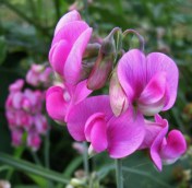 Lathyrus latifolius - Perennial Sweet Pea - 'Red Pearl'