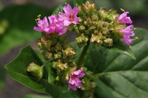 Wild Four-O-Clocks - Mirabilis nyctaginea. Spences Bridge, B.C. May 30, 2014.