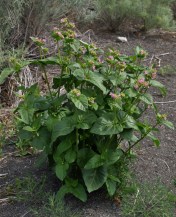 Plant habit is eye-catching, in this case because of its unexpectedly lush greenness set against a background of silver-green sagebrush and bunchgrass-tufted hills.