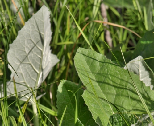 Leaves are large, thickly textured, and entire, with sharply toothed margins. The leaf surfaces are quite smooth, but the undersides are thickly coated with tiny, silky white hairs, making for an interesting contrast.