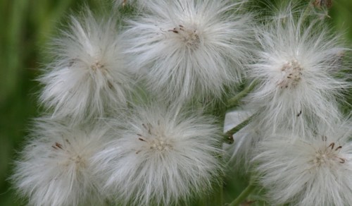 June 9, 2014 - Almost ready to fly away...