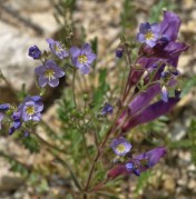 Beautiful companions - we found this Jacob's Ladder blooming alongside Shrubby Penstemon (Penstemon fruticosus var. scouleri) on Bull Mountain, June 10, 2014.