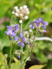 Bull Mountain, June 10, 2014. Polemonium pulcherrimum and pussytoes (Antennaria sp.) 0 to give an idea of the scale of this delicate flower.