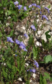 Plant habit when growing on shale on the edge of Douglas fir/lodgepole pine forest. Companion plants in this area include Penstemon fruticosus var. scouleri, Pussytoes (Antennaria sp.), Anemone multifida, Kinnickinick (Arctostaphylos uva-ursi), and Indian Paintbrush (Castilleja sp.) 