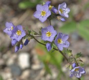 Showy Jacob's Ladder, Polemonium pulcherrimum. NOt terribly common in our region, but there is a colony on Bull Mountain north of Williams Lake, where these photos were taken on June 10, 2014.