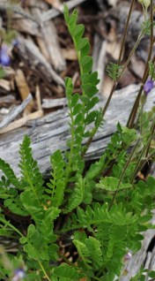 Foliage, Polemonium pulcherrimum. Egg-shaped leaflets are arranged in pairs on a central stem. The fancied resemblance of the foliage arrangement to a ladder is the origin of the common name, from the Biblical Jacob, who dreamed of a ladder reaching to heaven, with angels climbing to and fro. In this case, the blue of the flowers might be seen as to represent the sky, wherein Heaven is traditionally thought to be located...